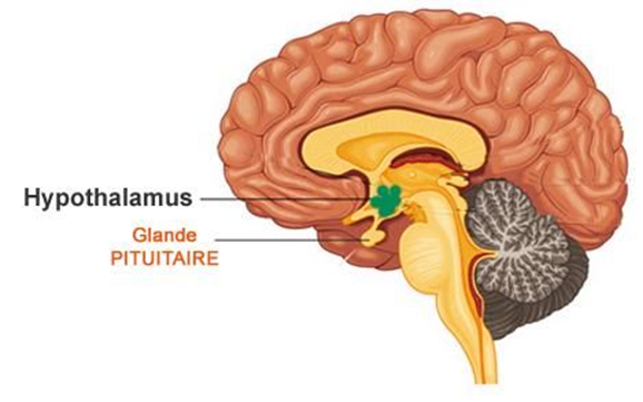 cerveau Neurosciences Hypothalamus et Glande Pituitaire