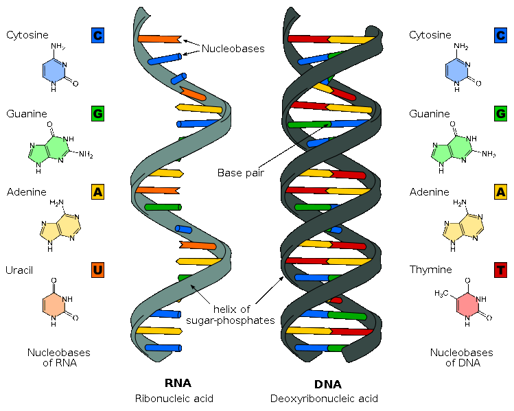Recherche-ADN-brins